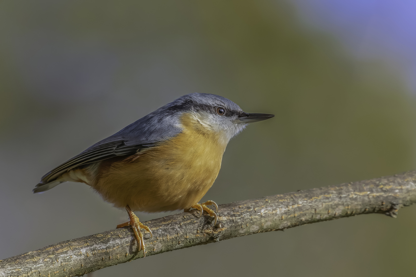 Kleiber (Sitta europaea)