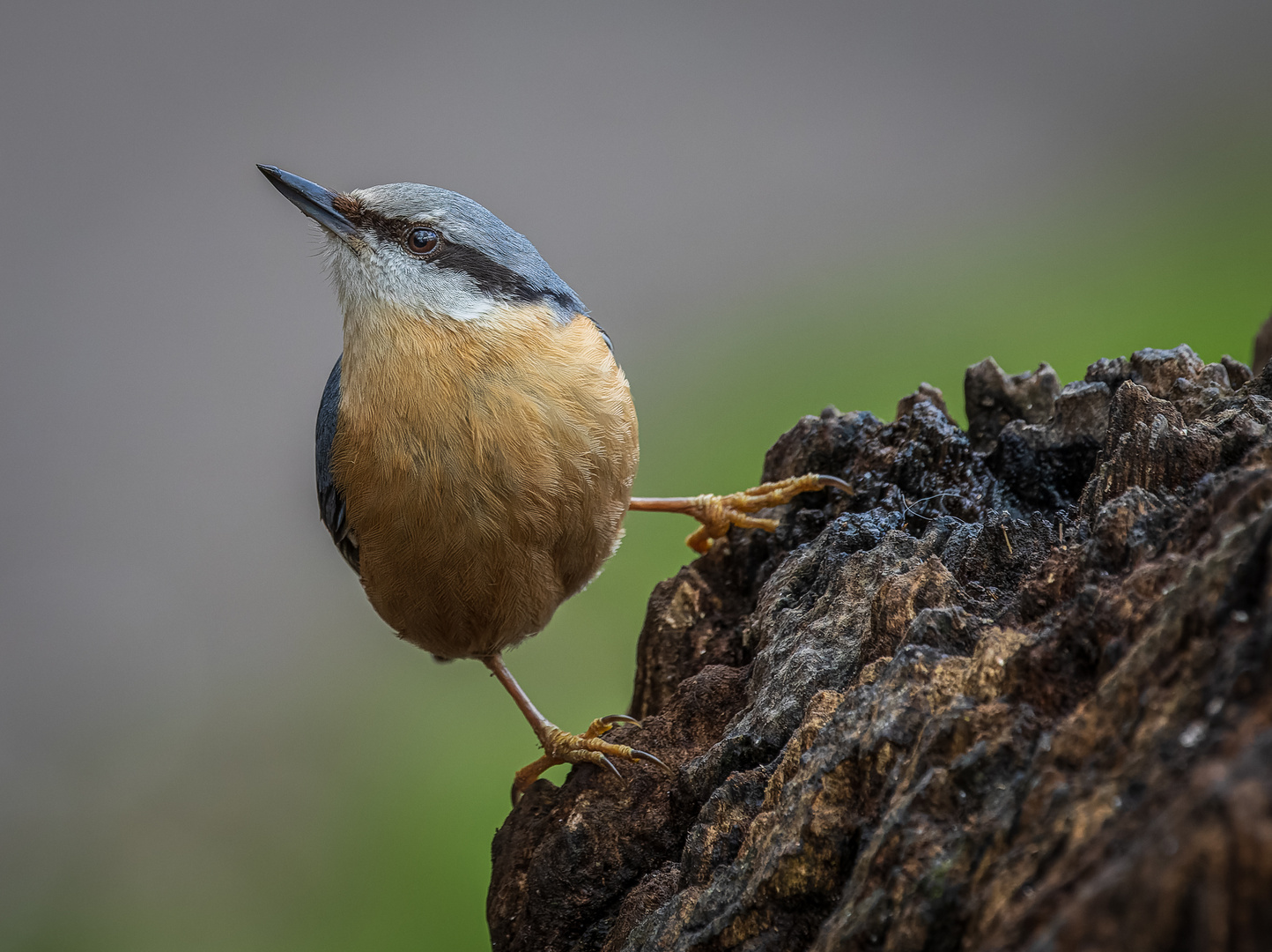 Kleiber (Sitta europaea)