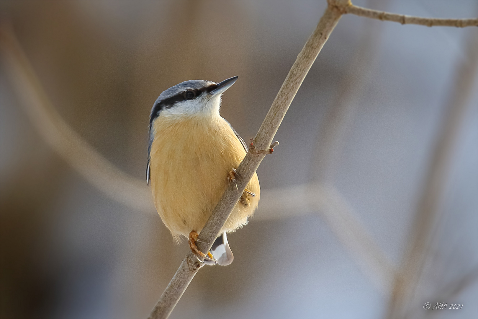 Kleiber (Sitta europaea)