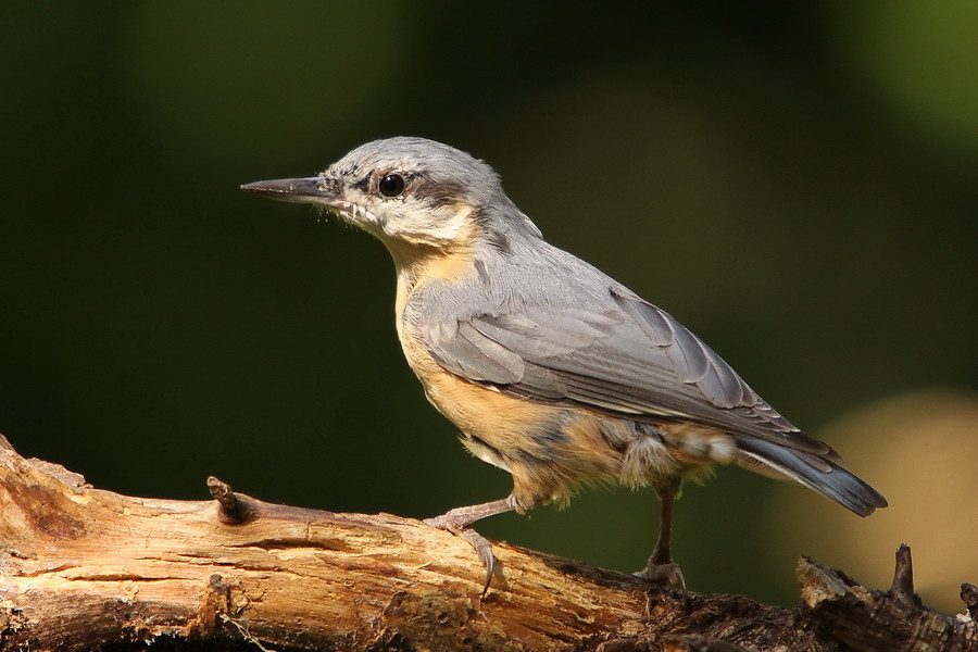 Kleiber ( Sitta europaea )