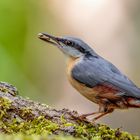 Kleiber (Sitta europaea)