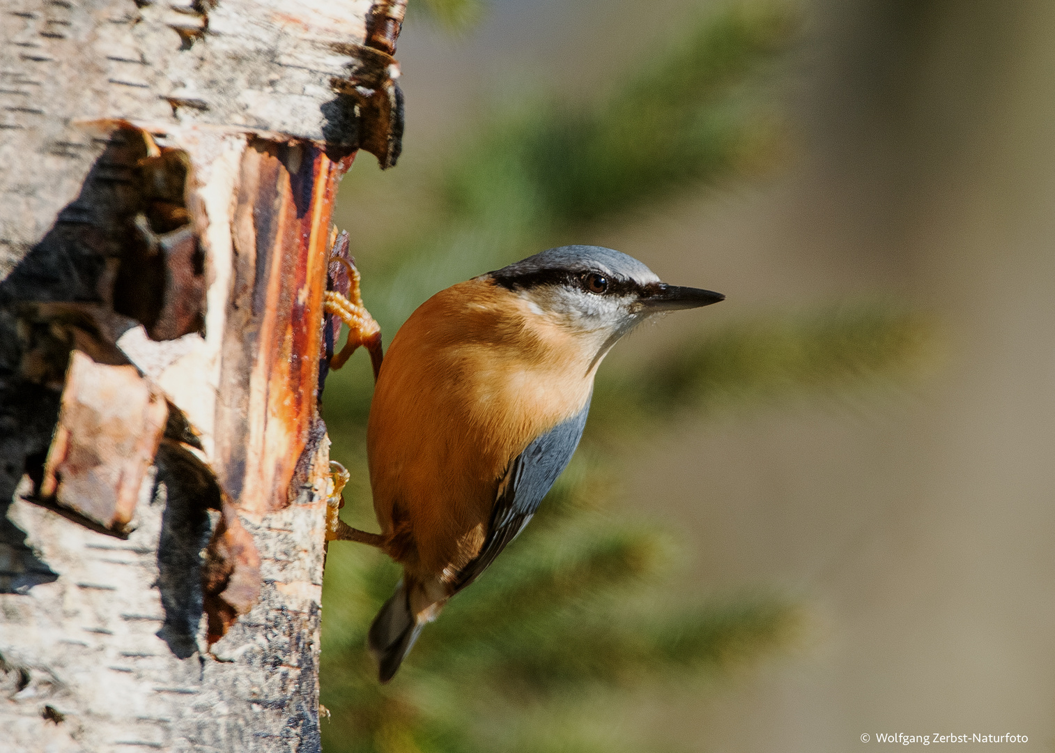  -  KLEIBER - ( Sitta europaea )