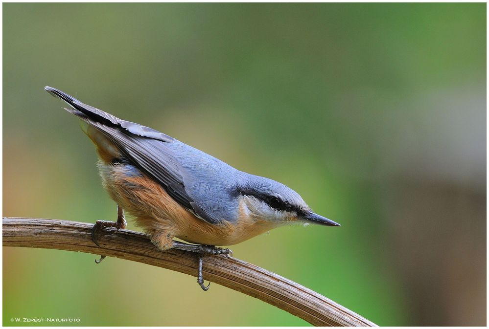 --- Kleiber --- ( Sitta europaea )