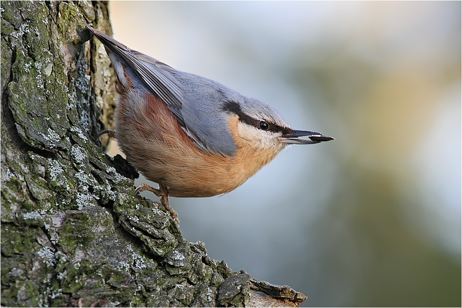 Kleiber (Sitta europaea)