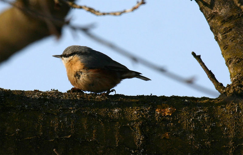 Kleiber (Sitta europaea)