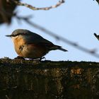 Kleiber (Sitta europaea)