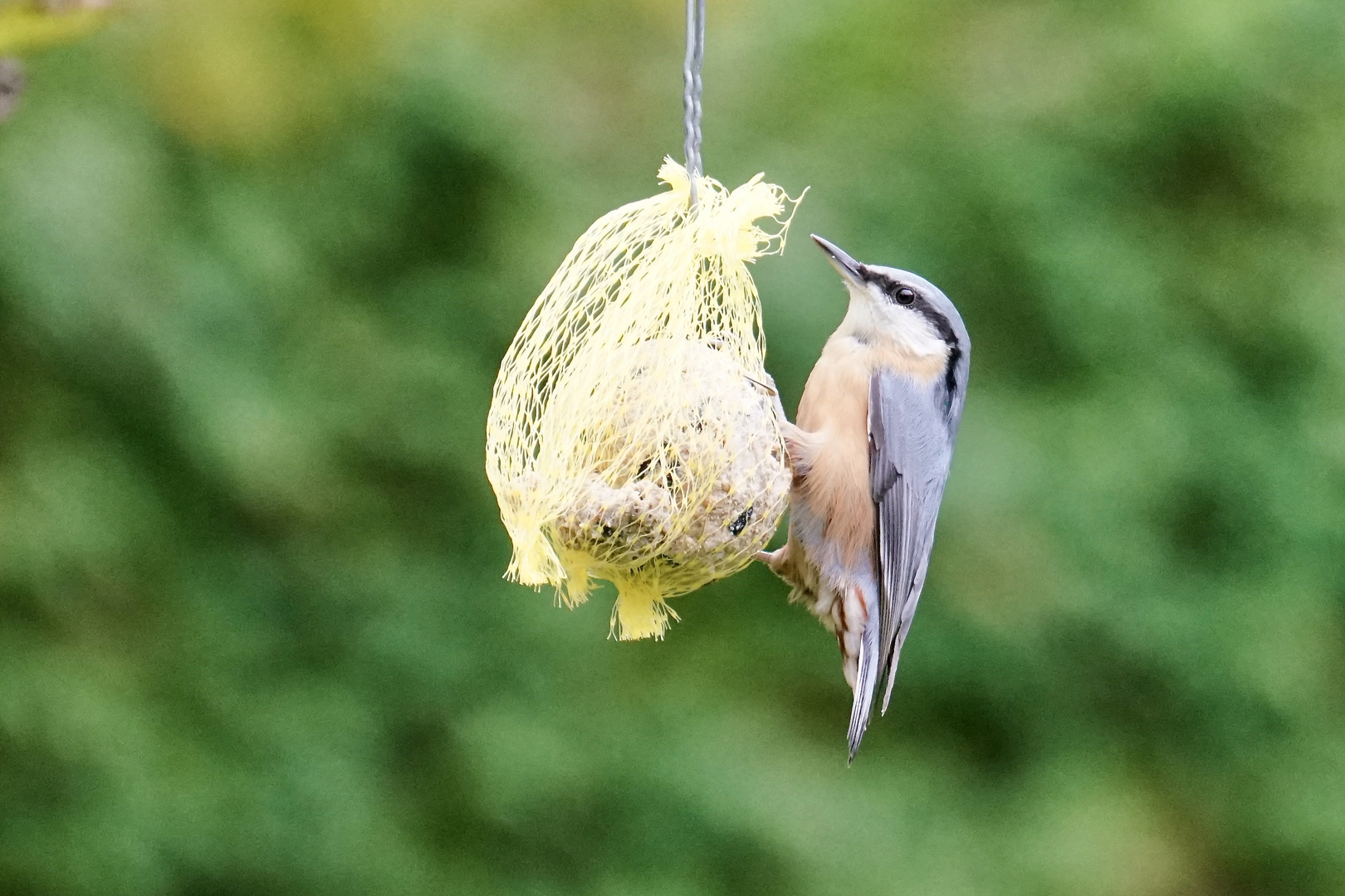 Kleiber (Sitta europaea)