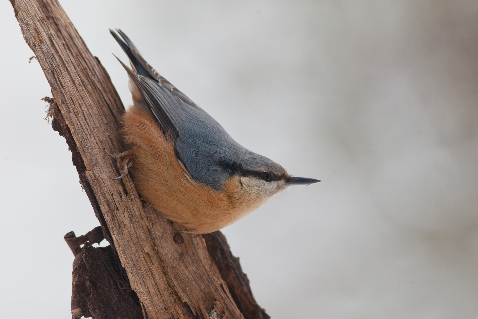 Kleiber (Sitta europaea)