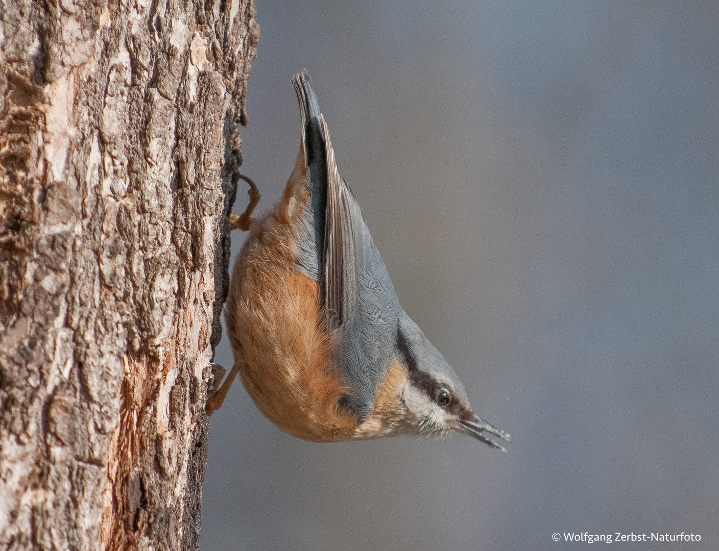 -- Kleiber .. ( Sitta europaea )