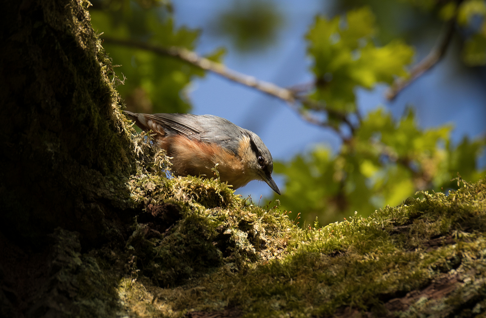 Kleiber - Sitta europaea