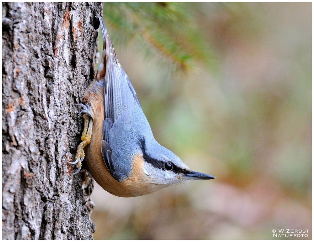 - Kleiber - ( Sitta europaea )