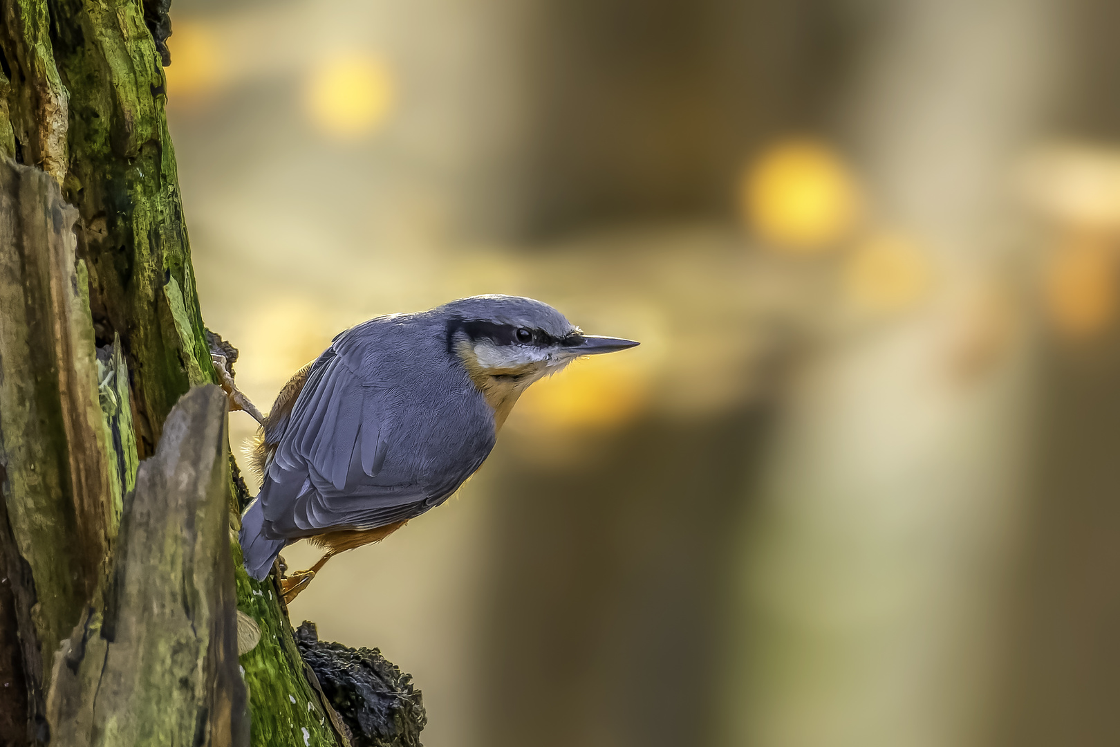 Kleiber (Sitta europaea)