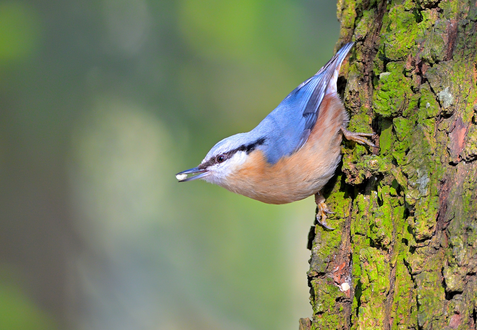 Kleiber (Sitta europaea)