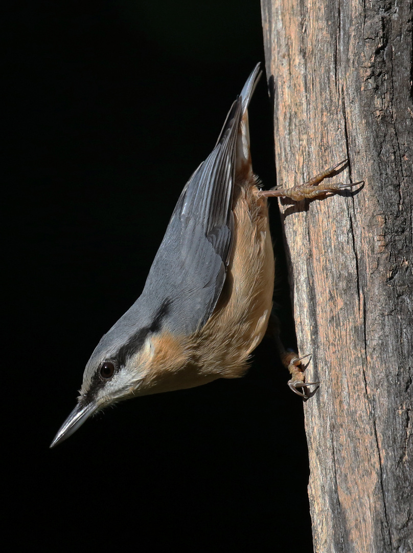 Kleiber ( Sitta europaea )