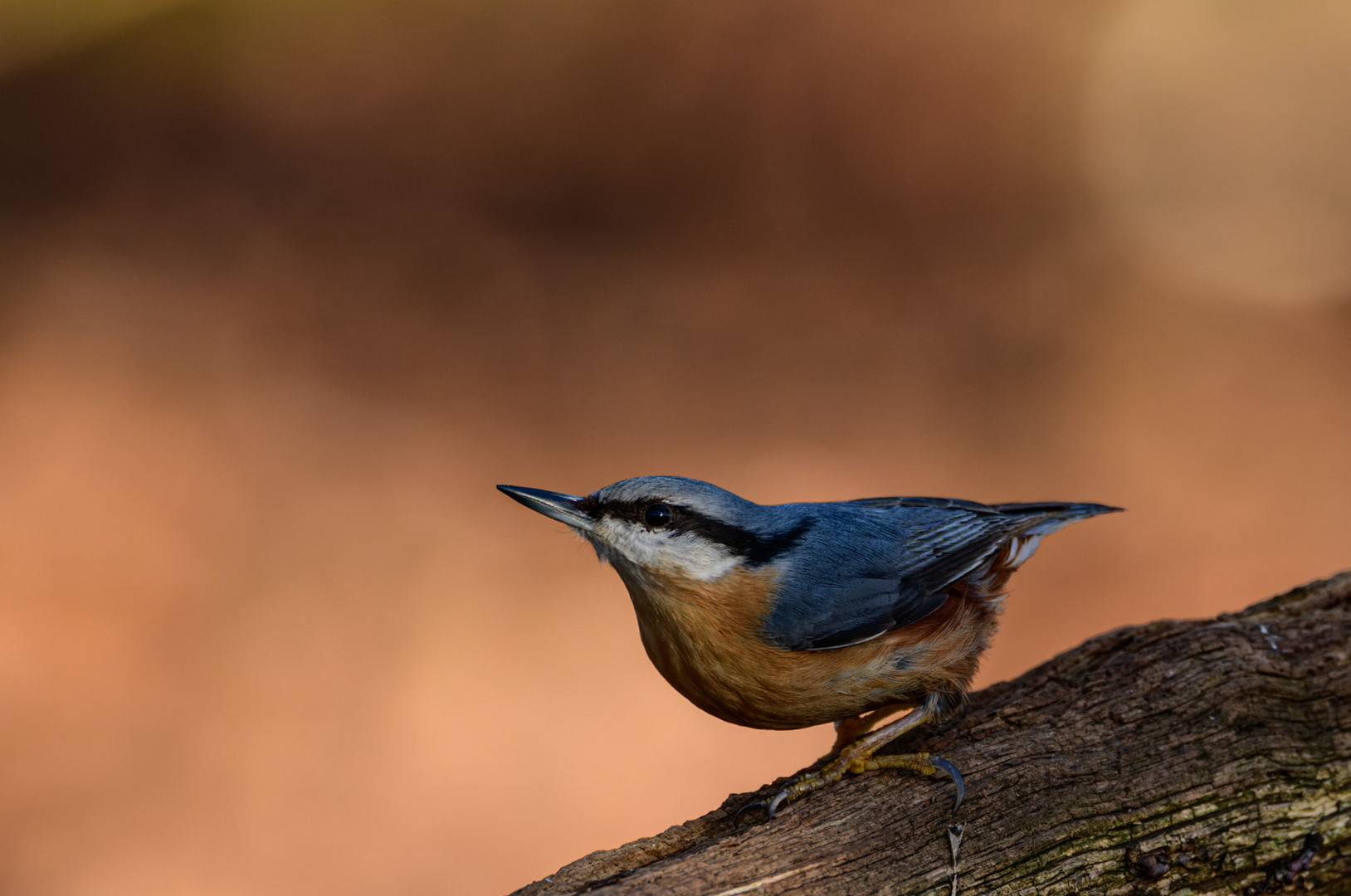 Kleiber - Sitta europaea