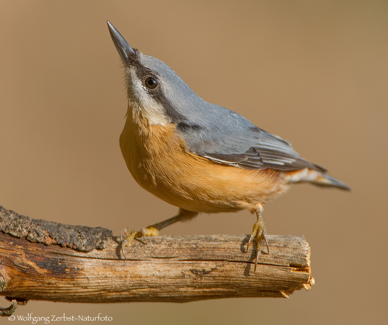 " KLEIBER  "  ( Sitta europaea )