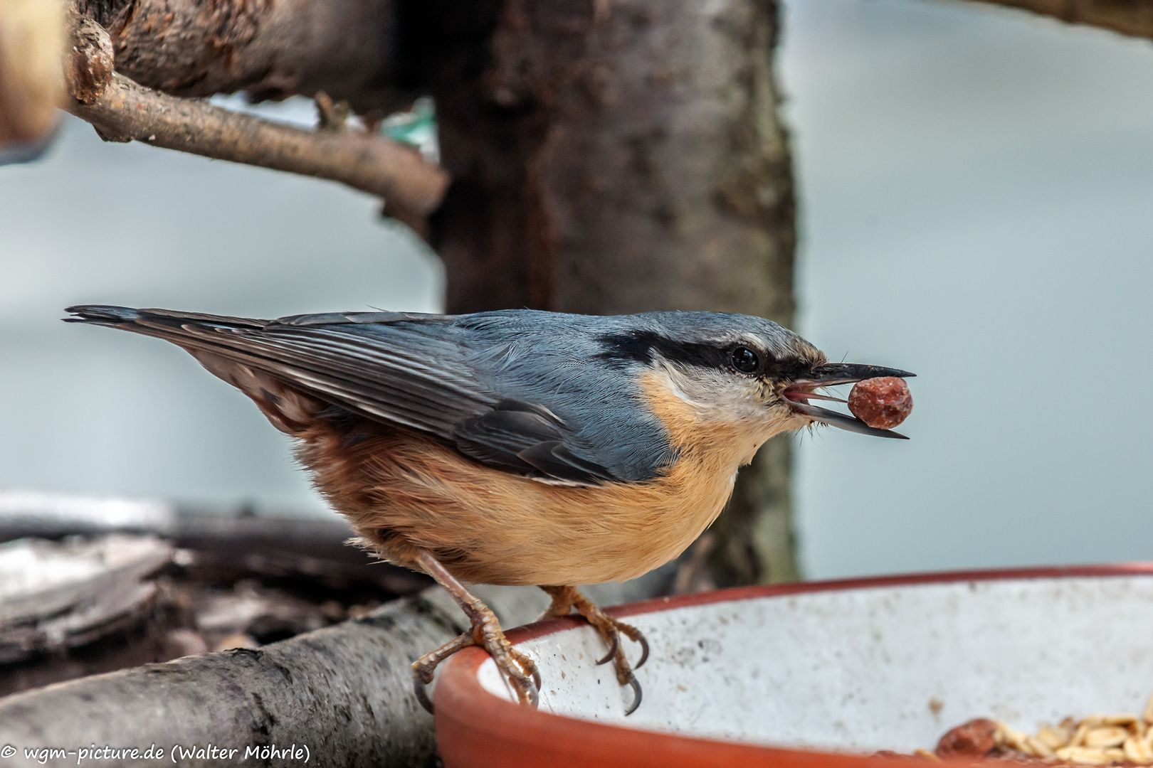 Kleiber (Sitta europaea)