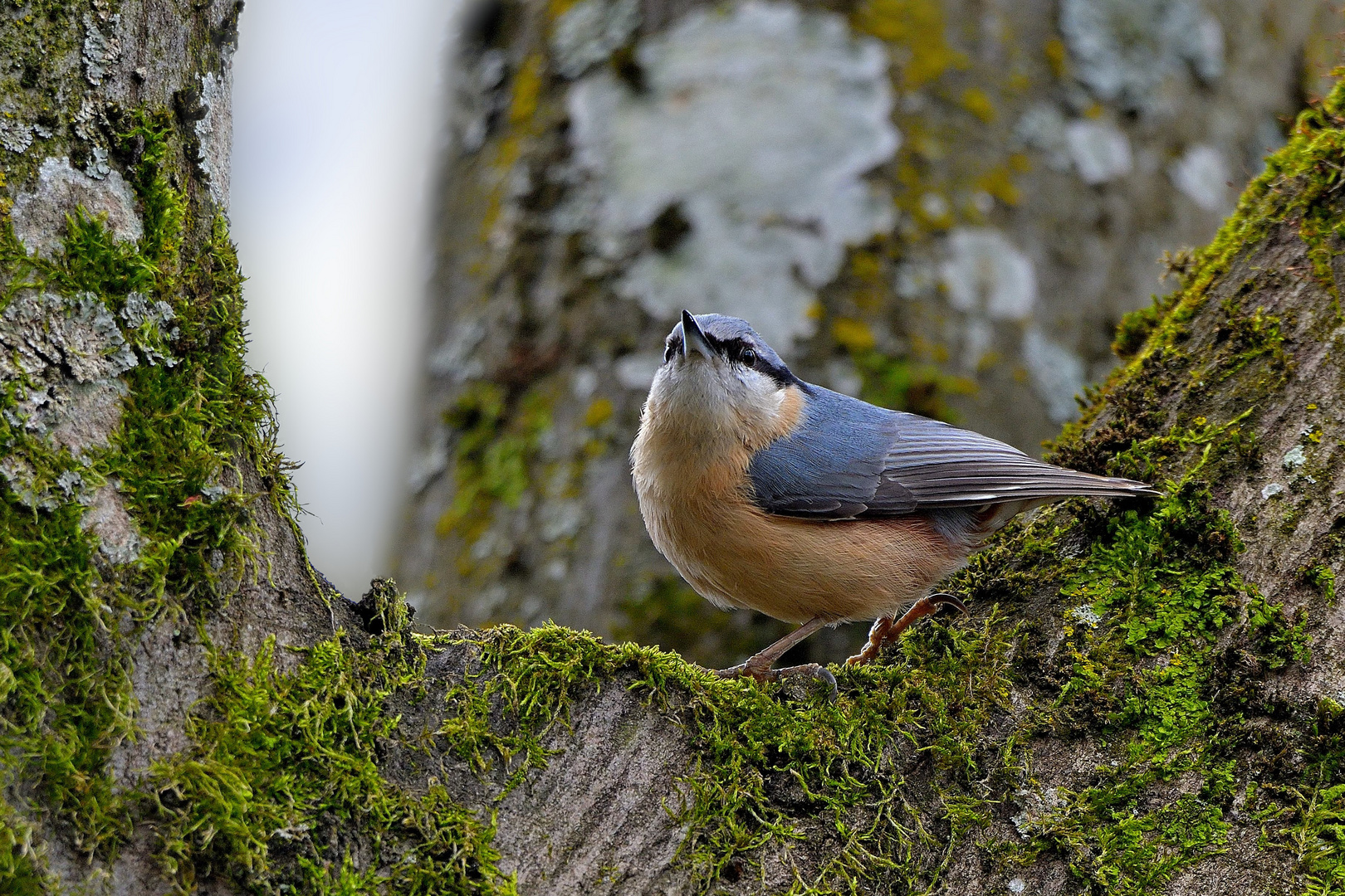 Kleiber (Sitta europaea)