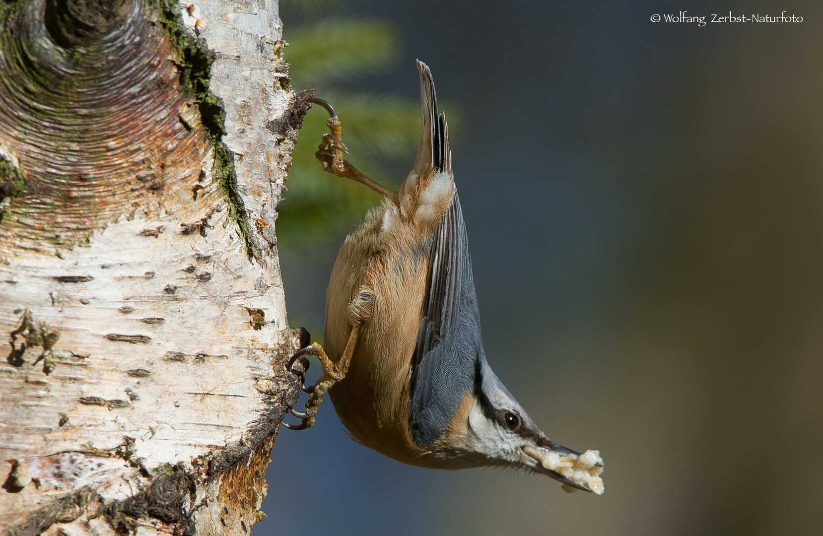 ". Kleiber. "   ( Sitta  europaea )