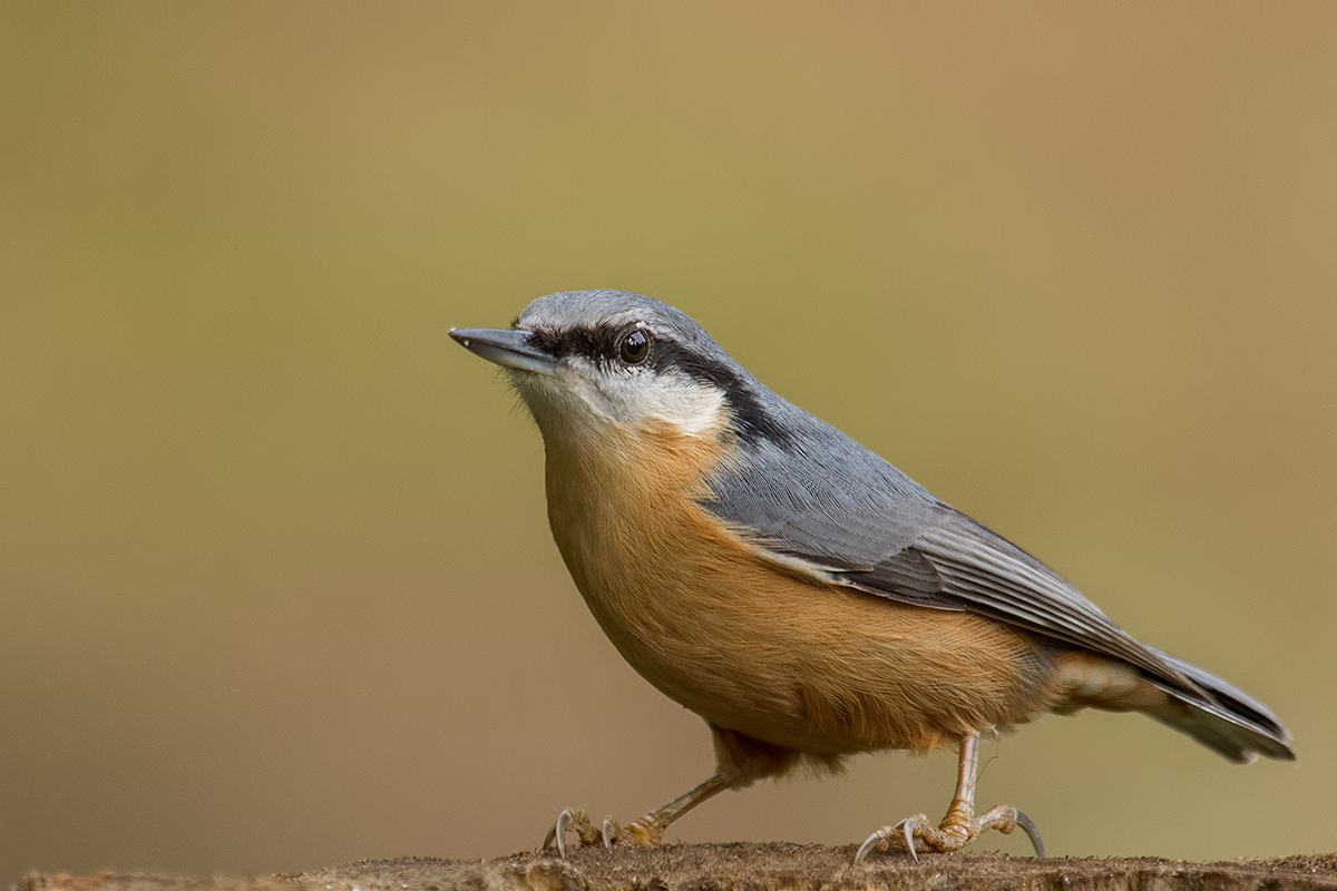 Kleiber (Sitta europaea)