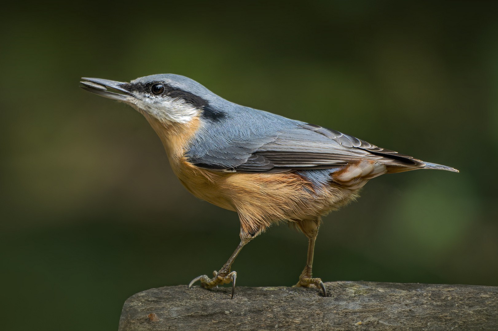 Kleiber (Sitta europaea)  