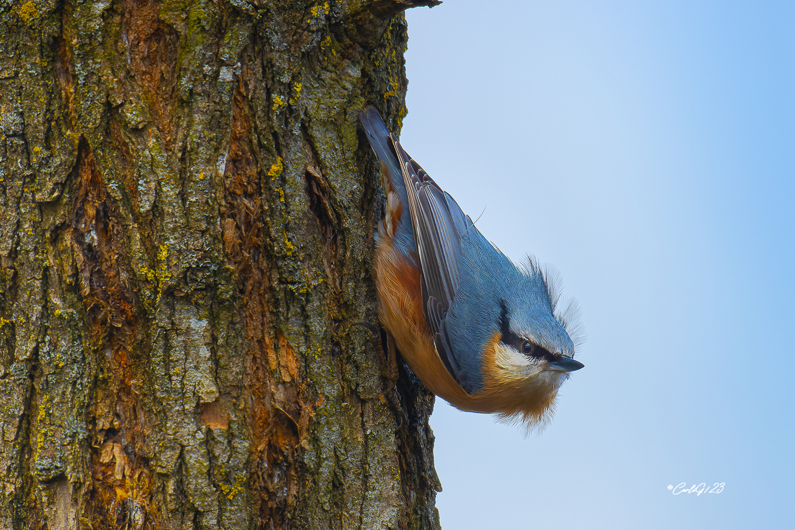 Kleiber (Sitta europaea) 