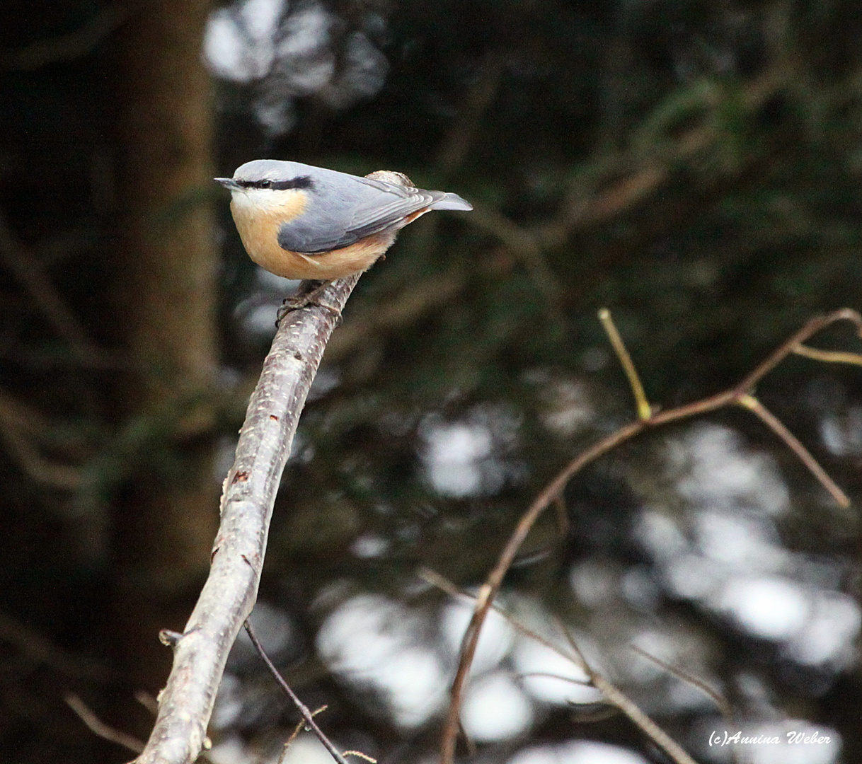 Kleiber (Sitta Europaea)