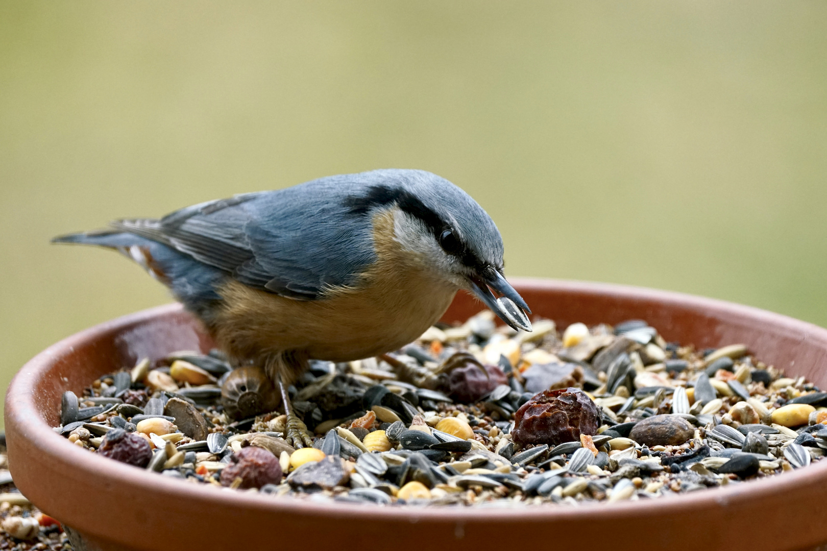 Kleiber (Sitta europaea)