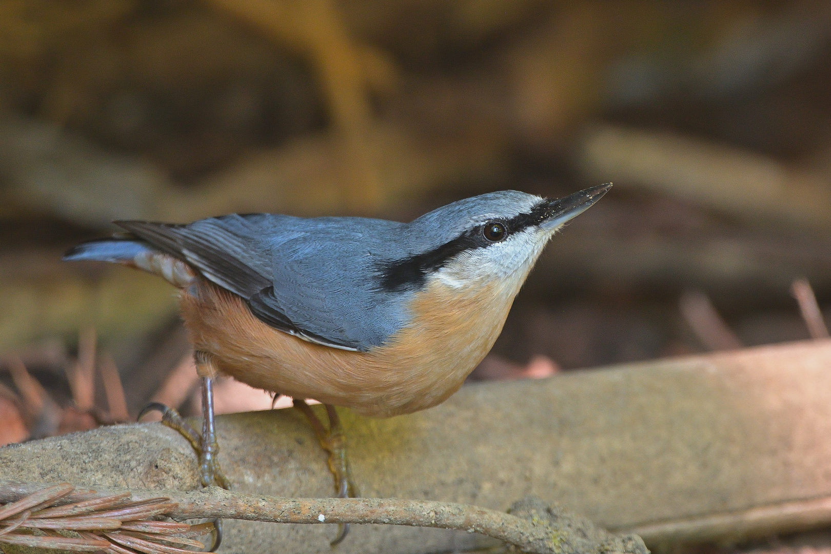 Kleiber (Sitta europaea)