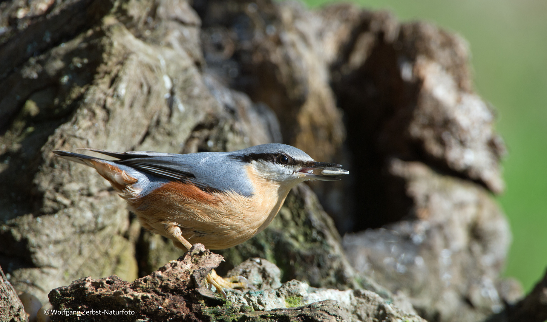 --- Kleiber ---  ( Sitta europaea )