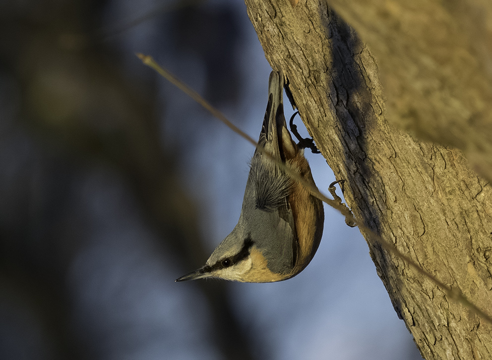 Kleiber (Sitta europaea)