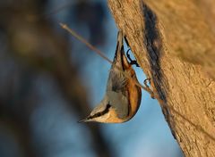 Kleiber (Sitta europaea)