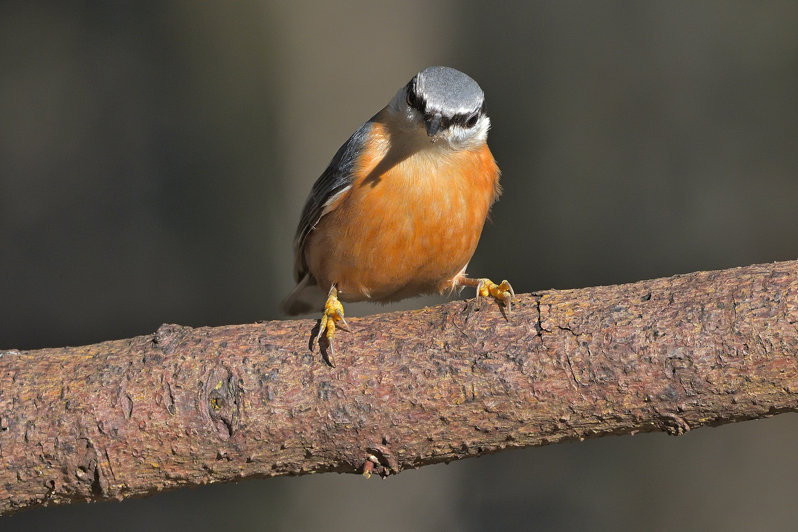 Kleiber (Sitta europaea)