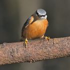 Kleiber (Sitta europaea)