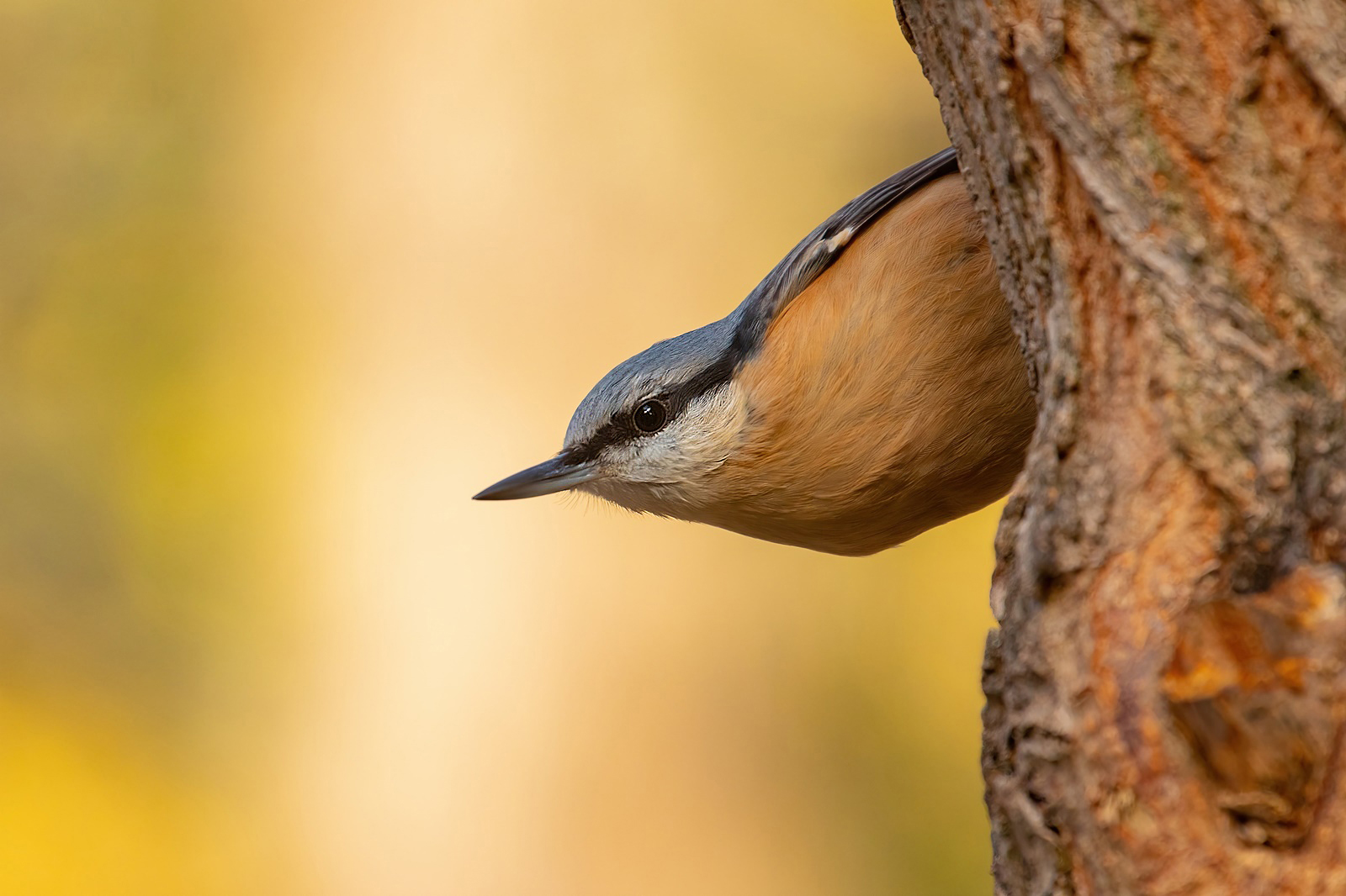 Kleiber - Sitta europaea