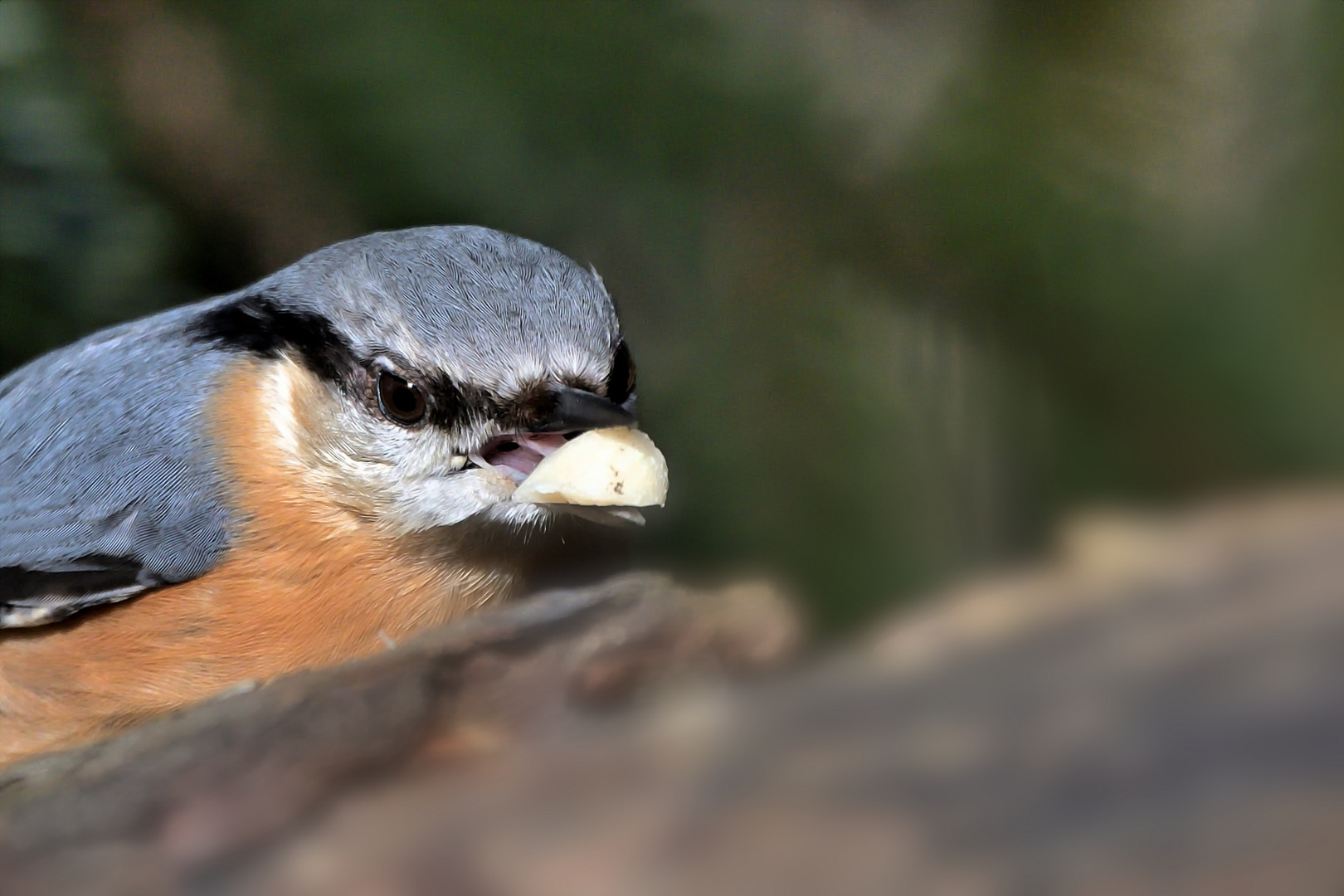 Kleiber (Sitta europaea)