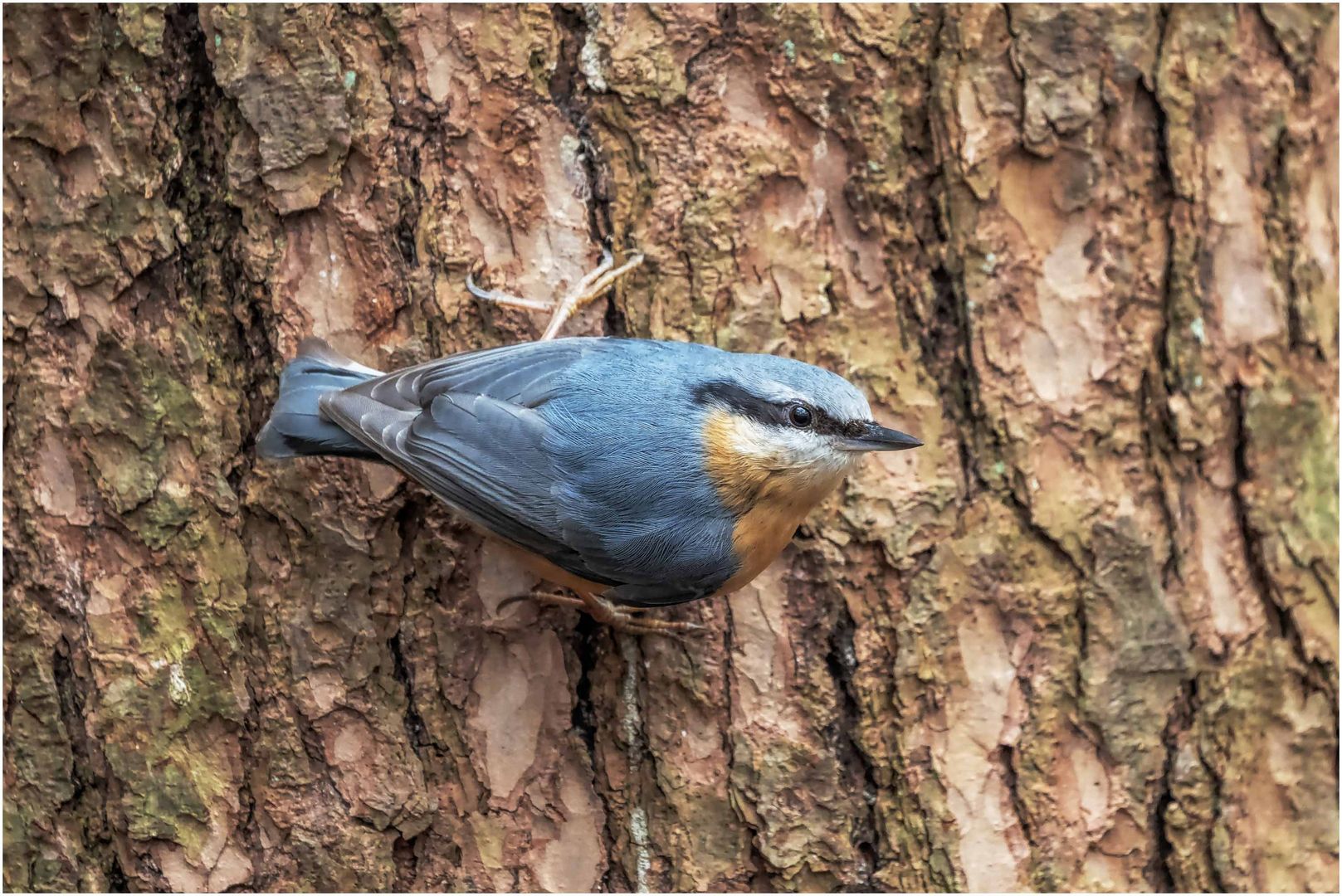 kleiber (sitta europaea)....