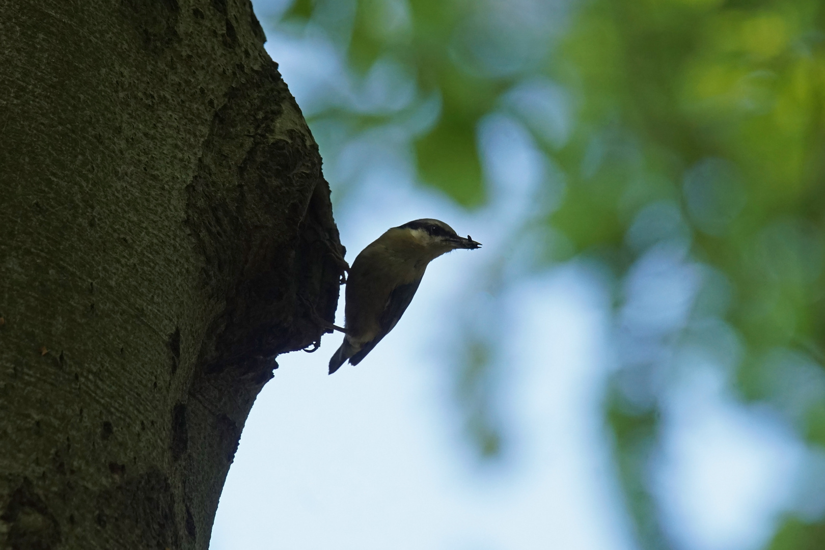 Kleiber (Sitta europaea)