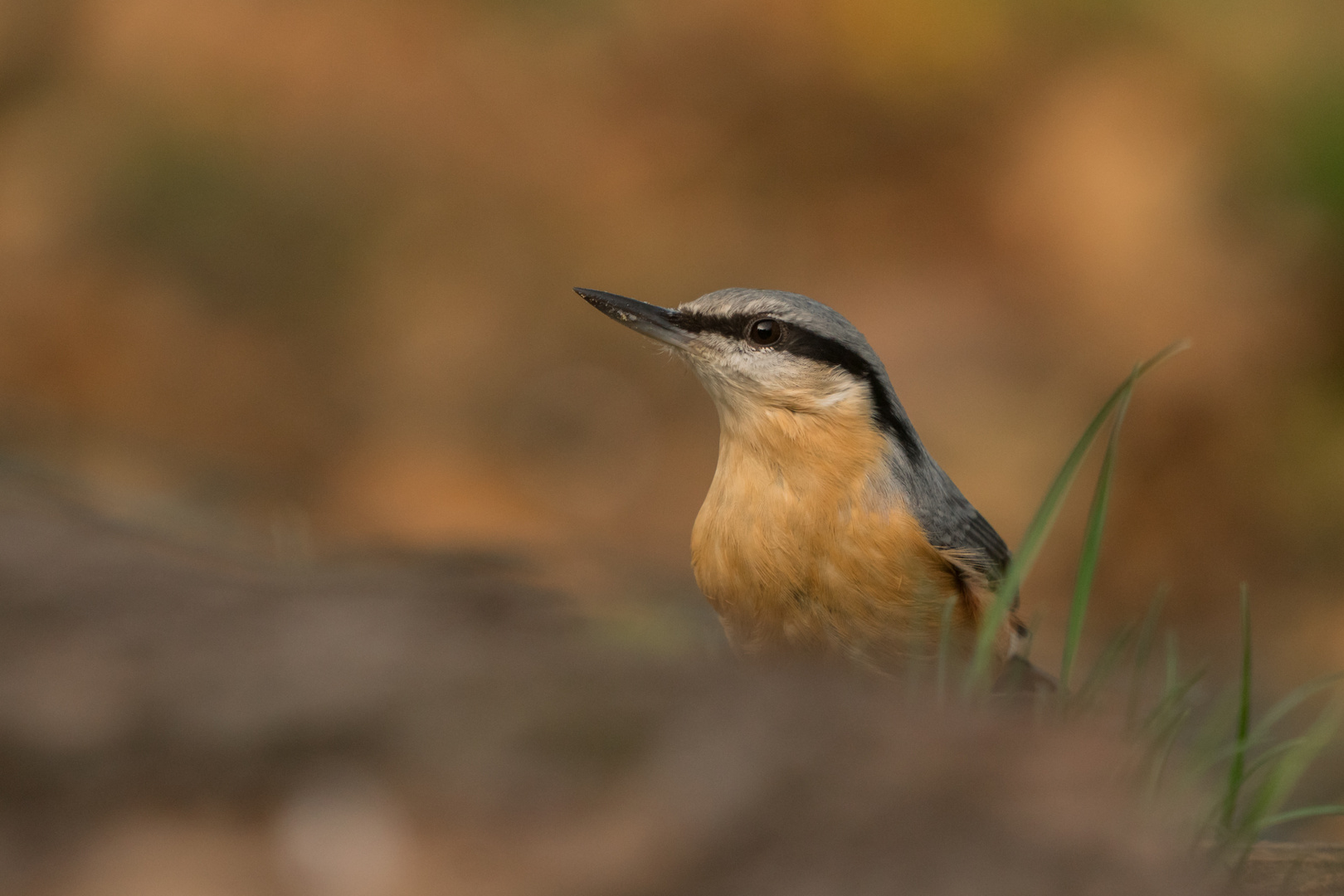 Kleiber (Sitta europaea)