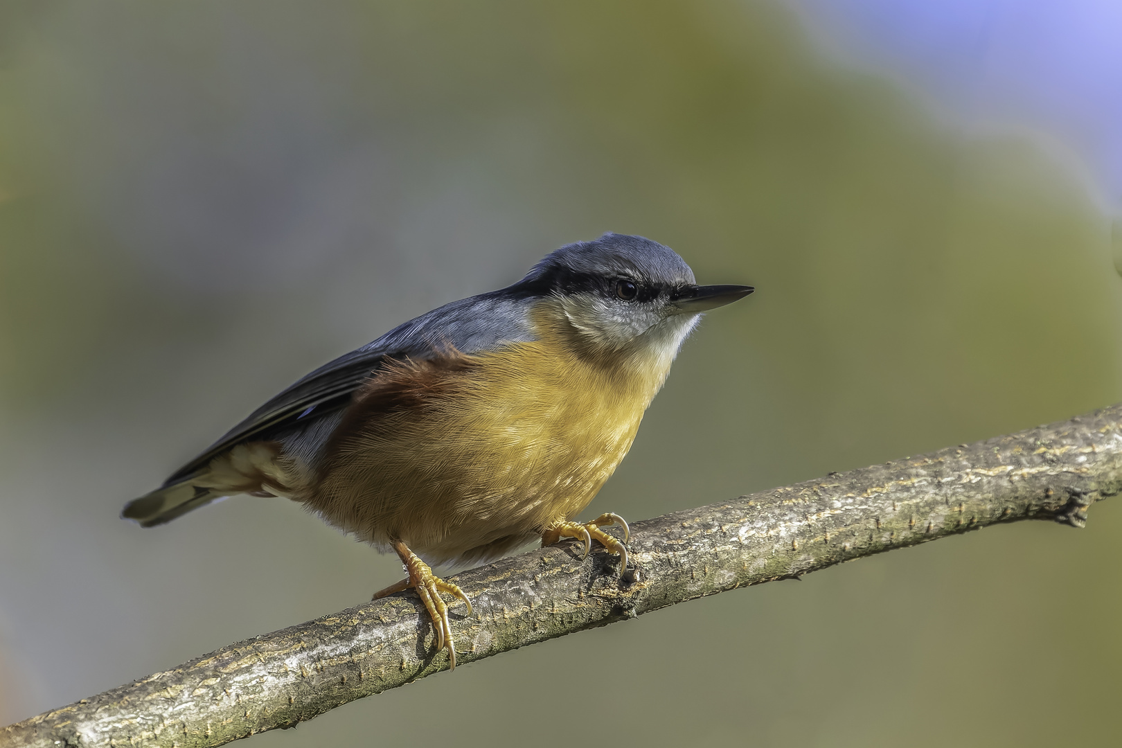 Kleiber (Sitta europaea)