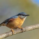 Kleiber (Sitta europaea)