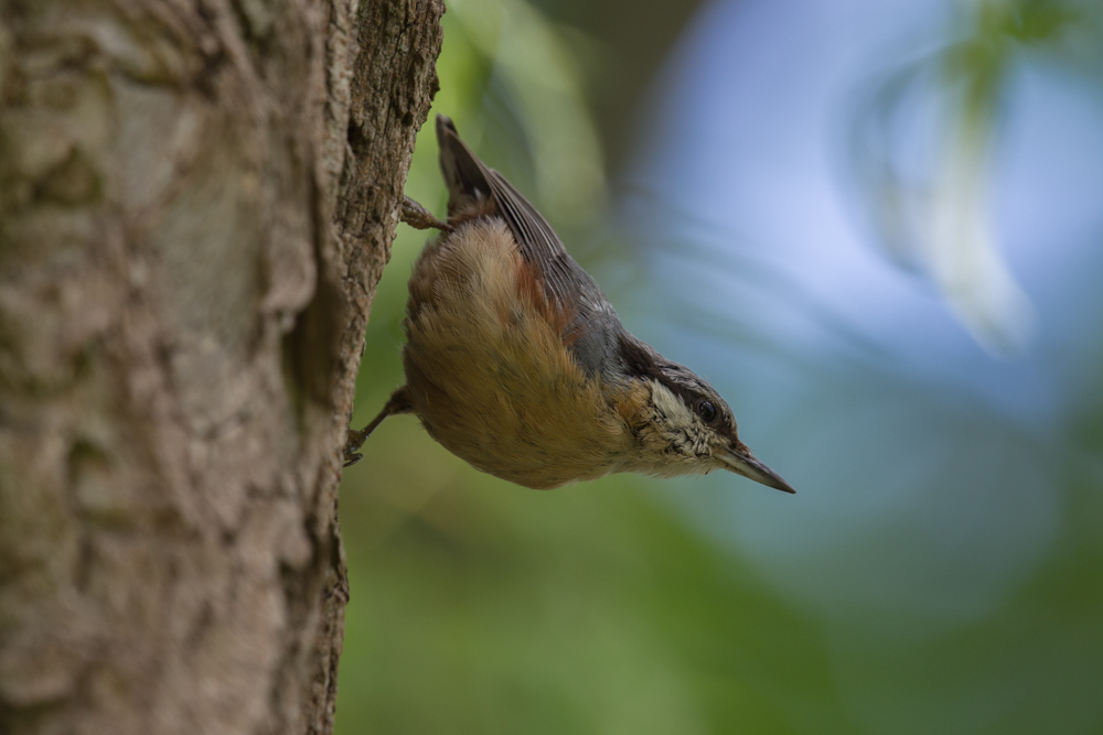 Kleiber (Sitta europaea)