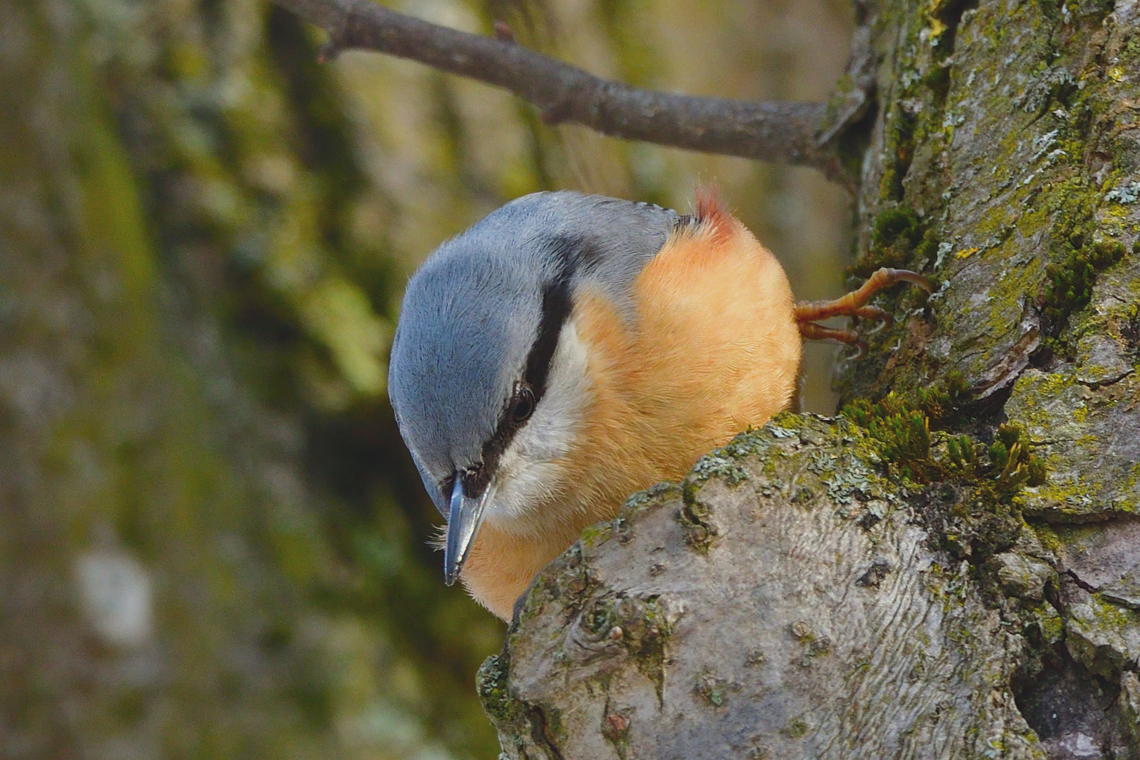 Kleiber (Sitta europaea)