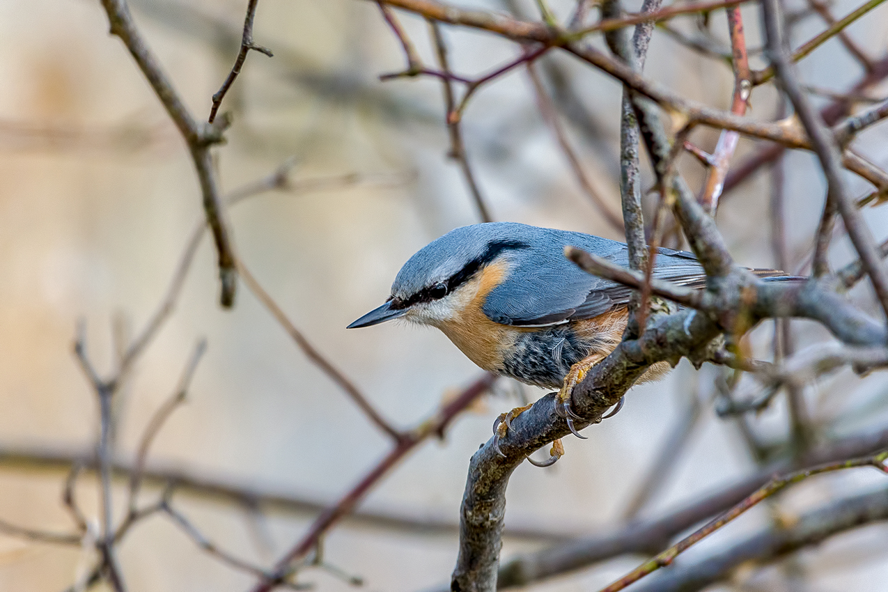 Kleiber (Sitta europaea)