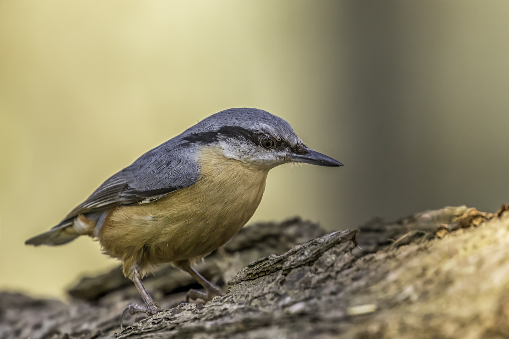 Kleiber (Sitta europaea) Foto & Bild tiere, wildlife, wild lebende