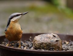 Kleiber (Sitta europaea)