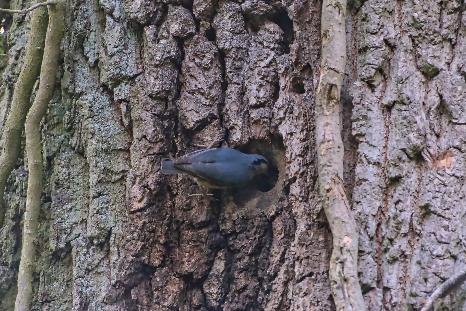 Kleiber (Sitta europaea)