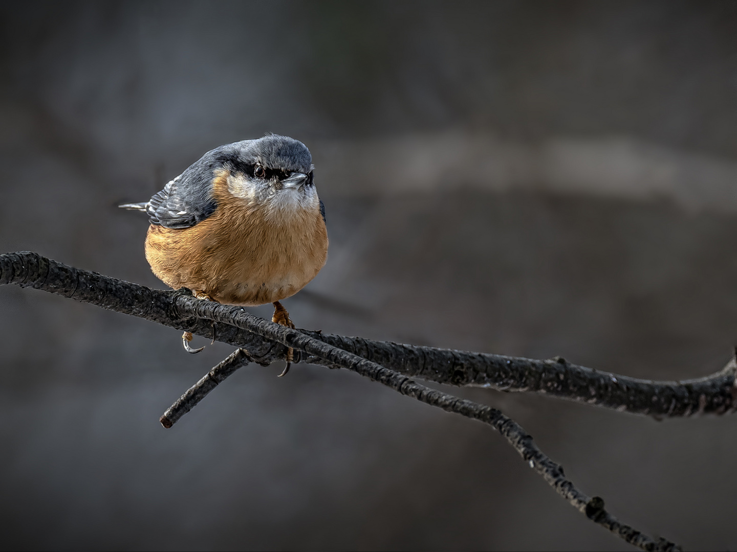  Kleiber (Sitta europaea)