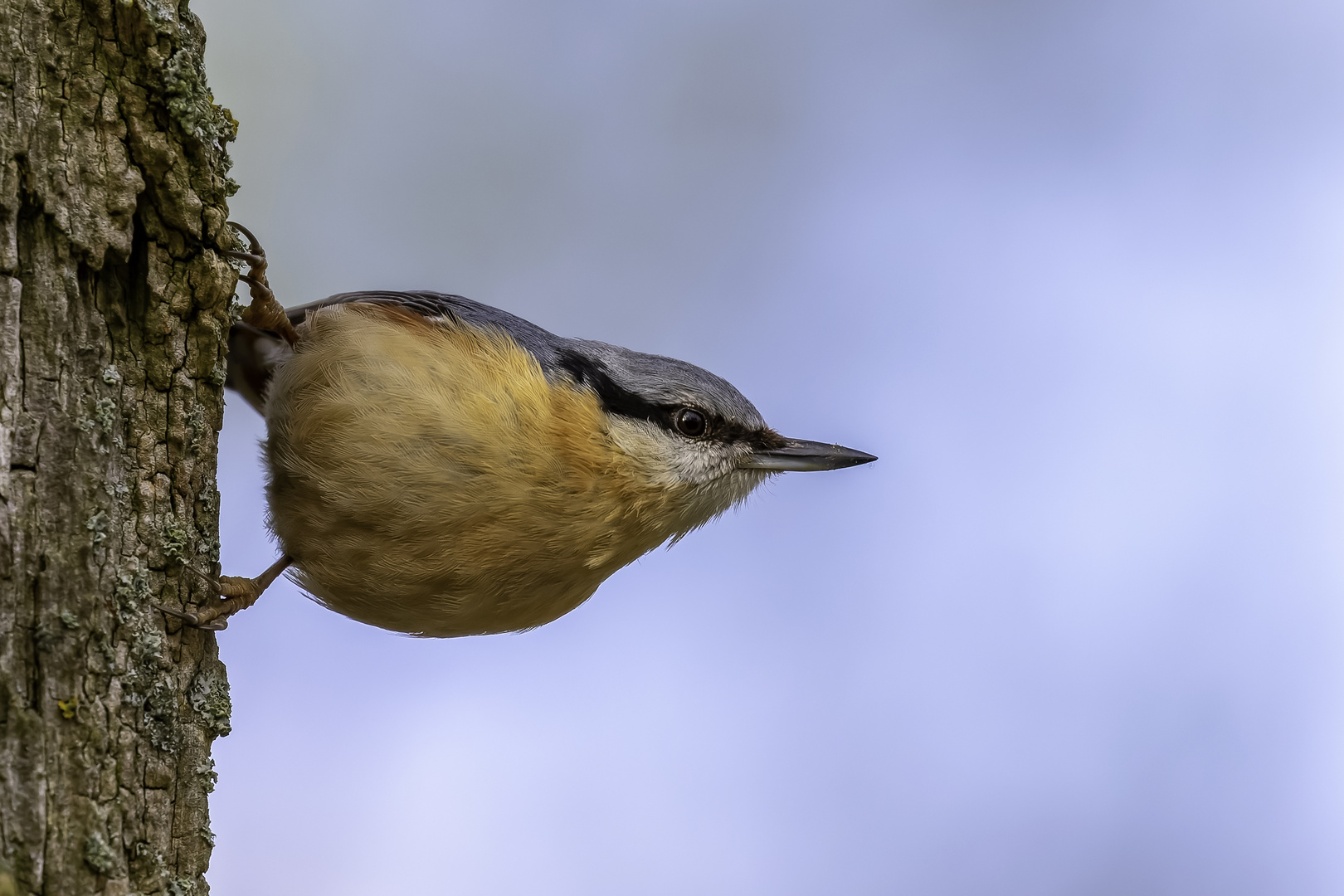 Kleiber (Sitta europaea)