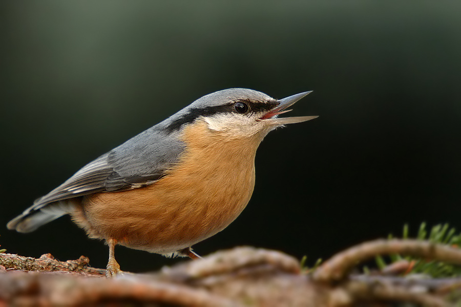 Kleiber (Sitta europaea)